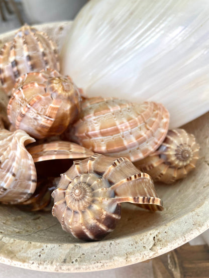 MAJOR HARP SHELLS *All Sizes* Natural Brown Peach Striped Display Seashell Coastal Décor