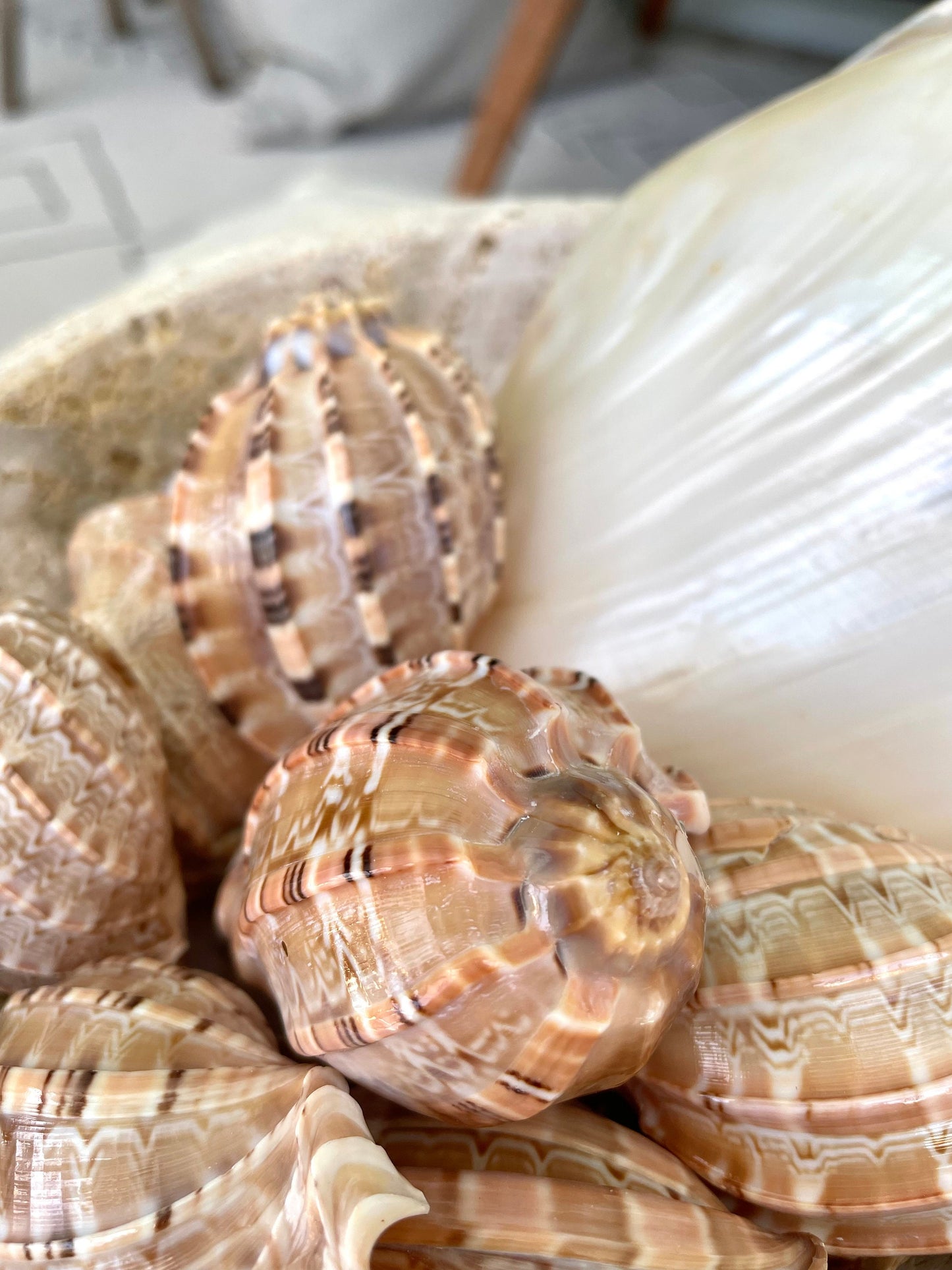 MAJOR HARP SHELLS *All Sizes* Natural Brown Peach Striped Display Seashell Coastal Décor