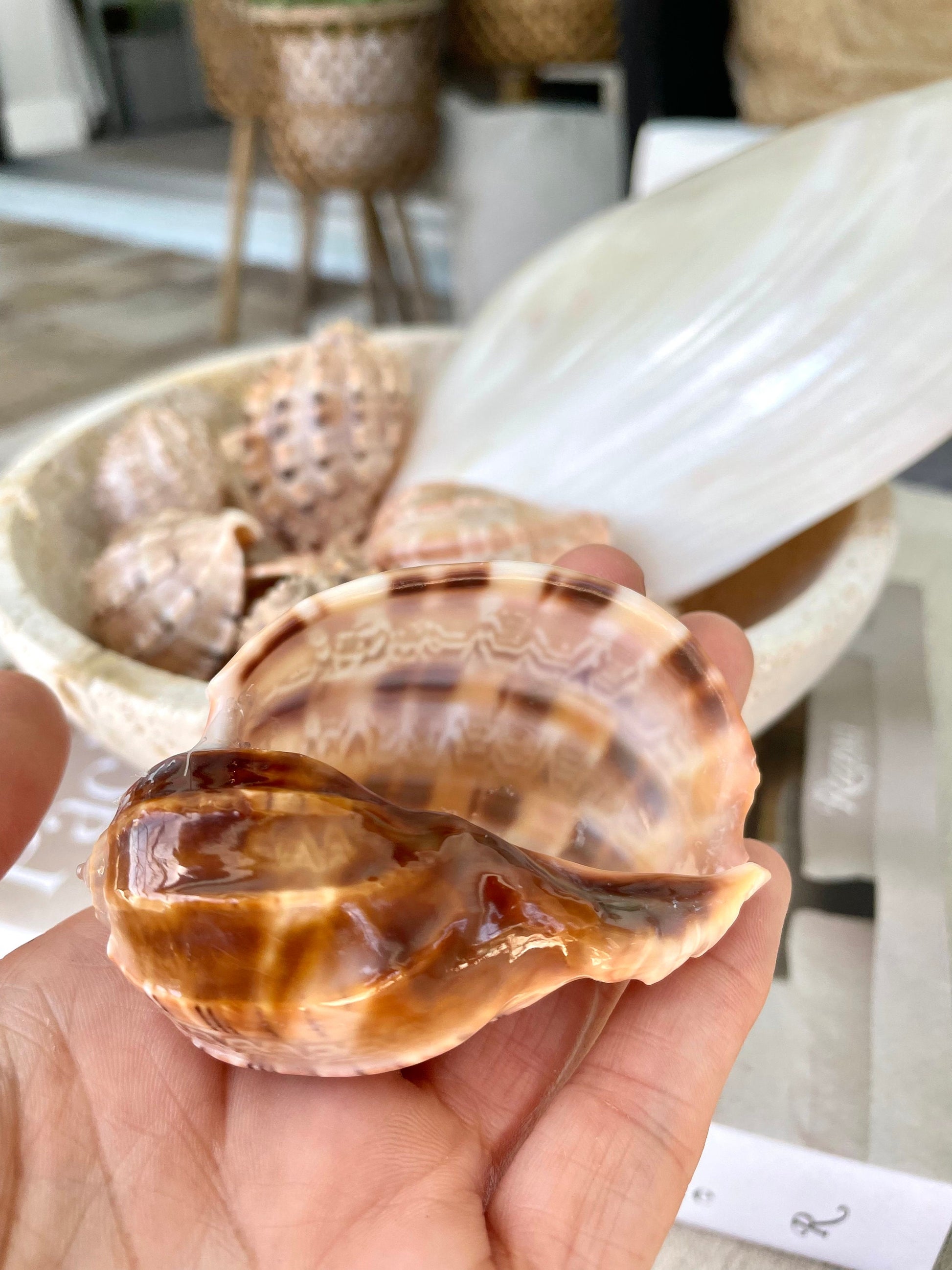 MAJOR HARP SHELLS *All Sizes* Natural Brown Peach Striped Display Seashell Coastal Décor