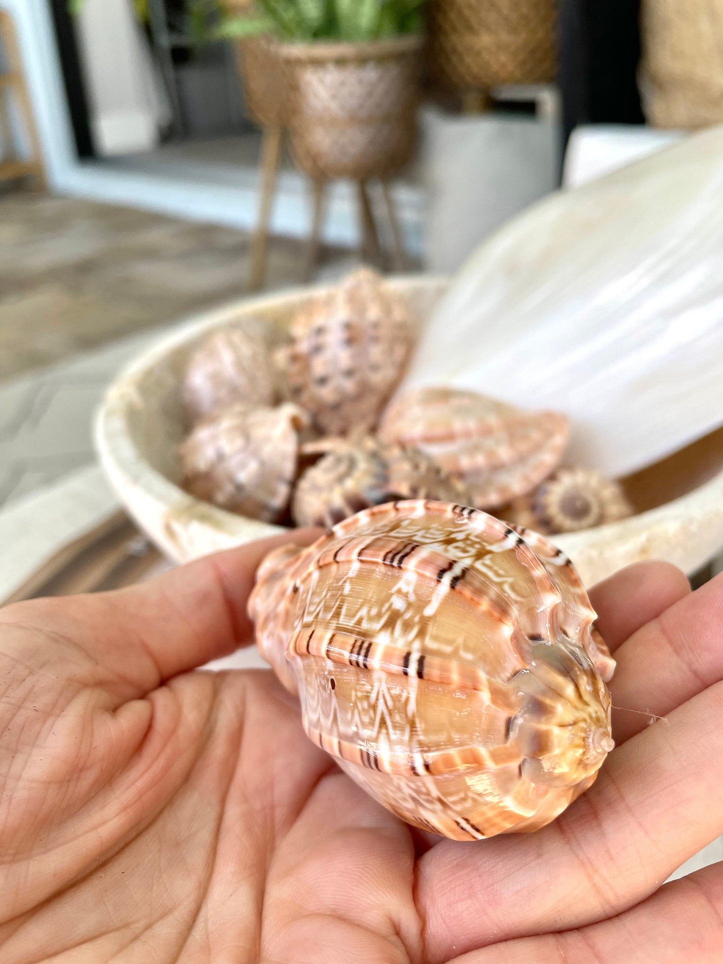 MAJOR HARP SHELLS *All Sizes* Natural Brown Peach Striped Display Seashell Coastal Décor