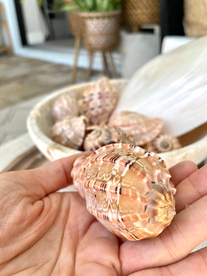 MAJOR HARP SHELLS *All Sizes* Natural Brown Peach Striped Display Seashell Coastal Décor