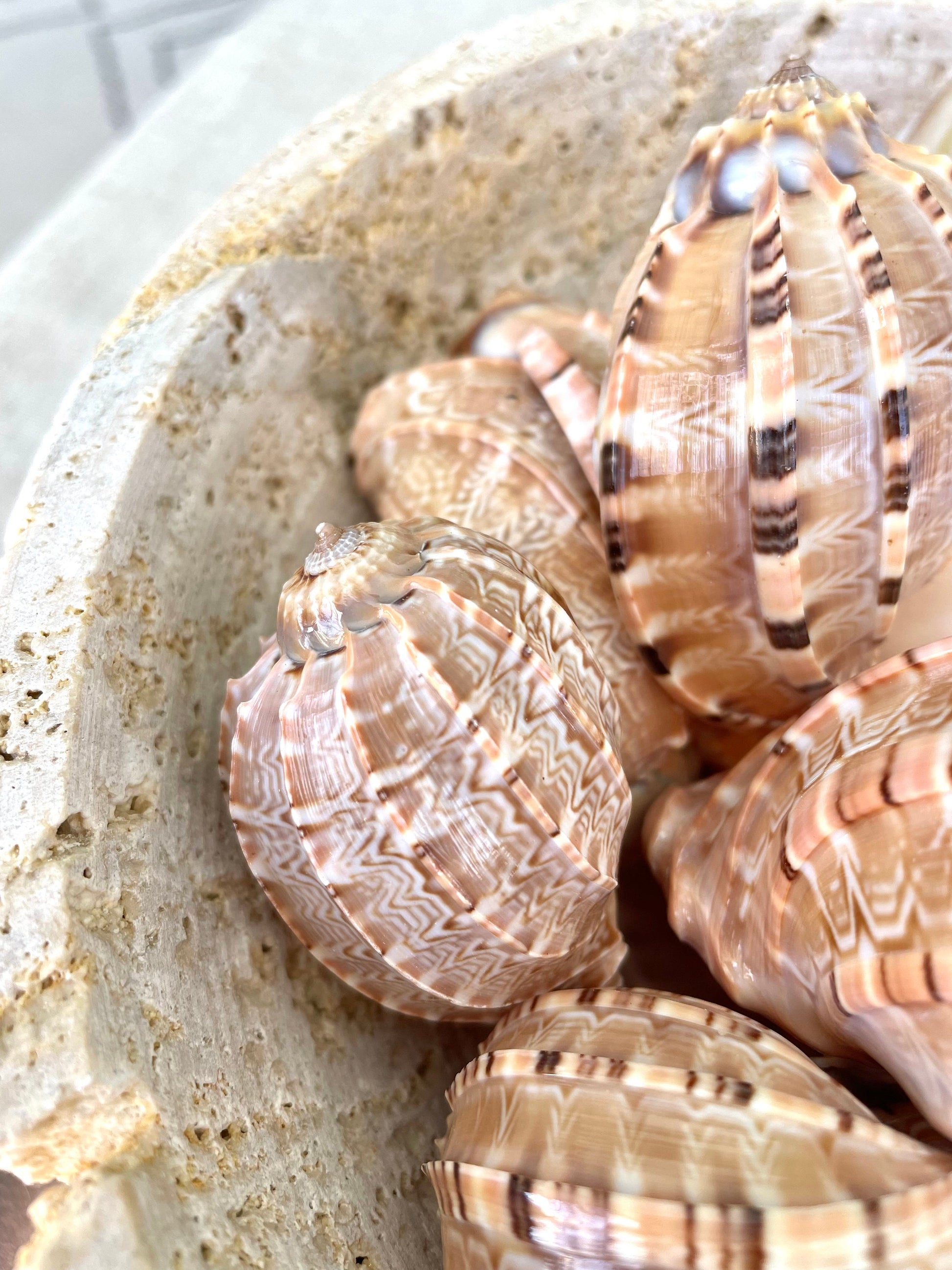 MAJOR HARP SHELLS *All Sizes* Natural Brown Peach Striped Display Seashell Coastal Décor