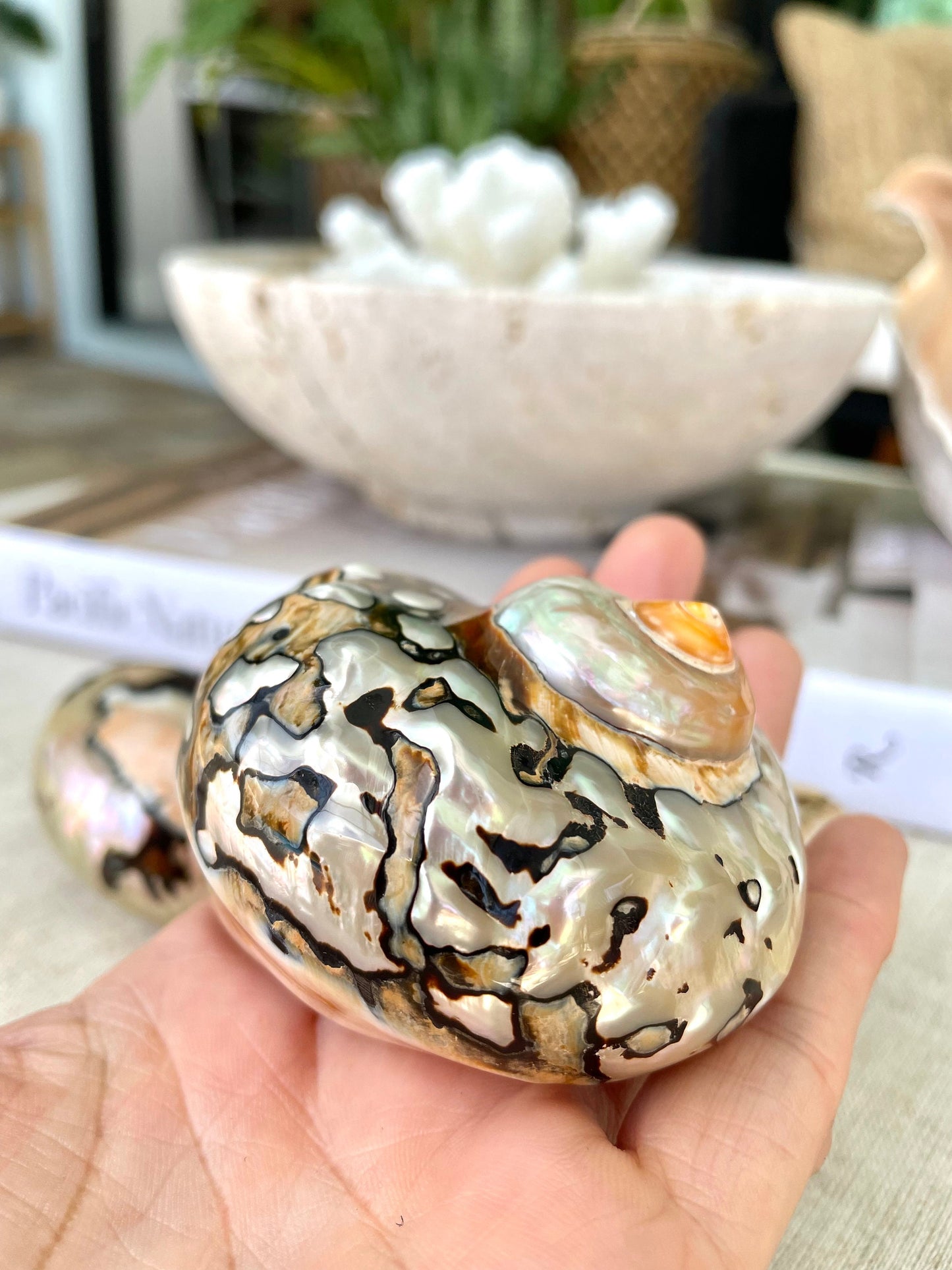 AFRICAN TURBO SHELLS *All Sizes* Natural Brown Black Orange Hand Polished Hermit Crab Seashell Coastal Crafts Sarmaticus