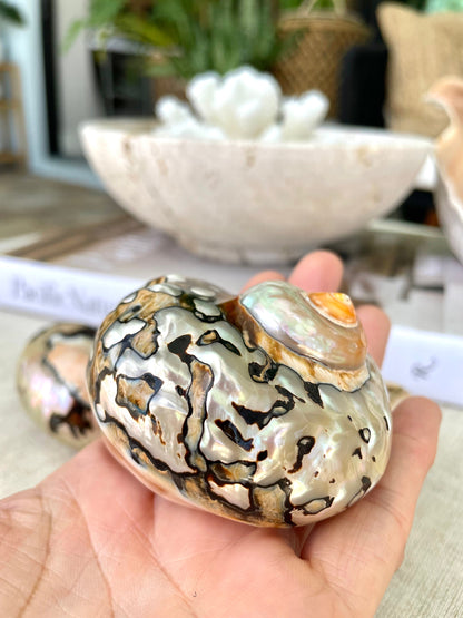 AFRICAN TURBO SHELLS *All Sizes* Natural Brown Black Orange Hand Polished Hermit Crab Seashell Coastal Crafts Sarmaticus