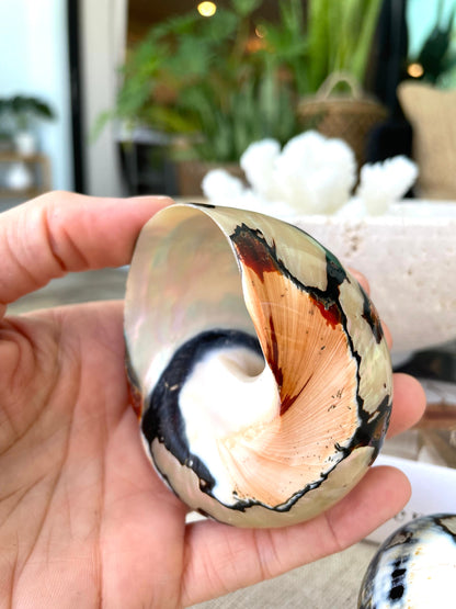 100% Natural REAL Polished African Turbo Shells 3-4" Sea Shell POLISHED Hermit Crab Seashell Brown Black Coastal Crafts