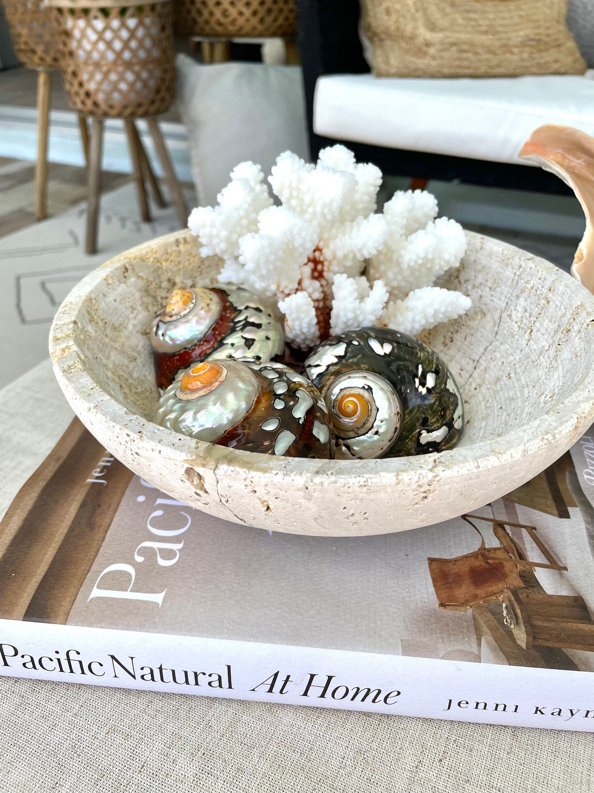 100% Natural REAL Polished African Turbo Shells 3-4" Sea Shell POLISHED Hermit Crab Seashell Brown Black Coastal Crafts