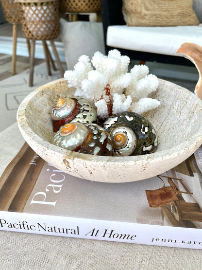 100% Natural REAL Polished African Turbo Shells 3-4" Sea Shell POLISHED Hermit Crab Seashell Brown Black Coastal Crafts