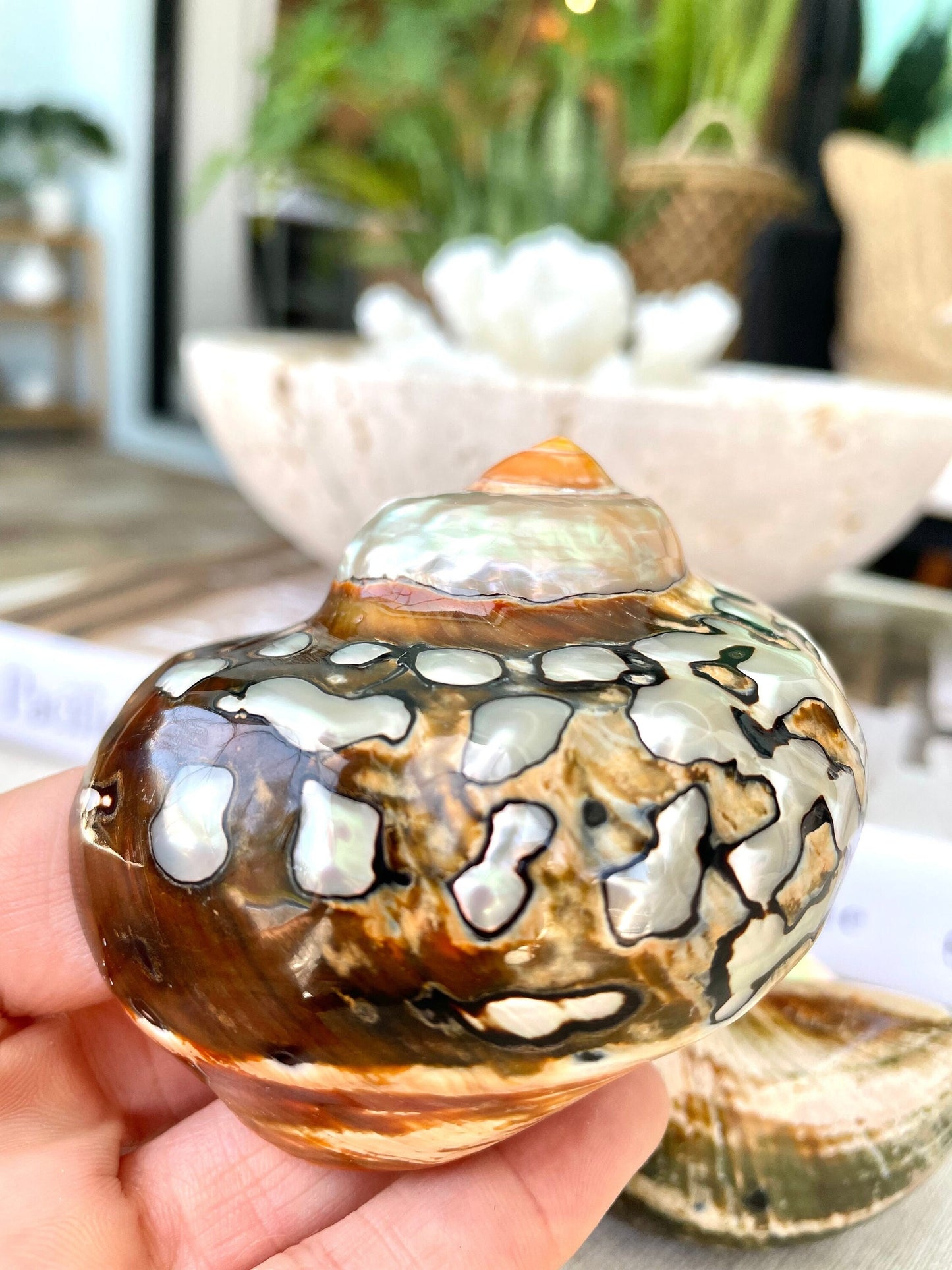 AFRICAN TURBO SHELLS *All Sizes* Natural Brown Black Orange Hand Polished Hermit Crab Seashell Coastal Crafts Sarmaticus