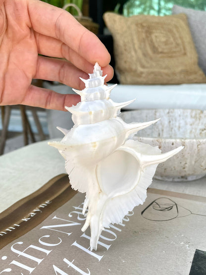 Alabaster Murex Shell 5-7" Natural Specimen Display Coastal Décor White