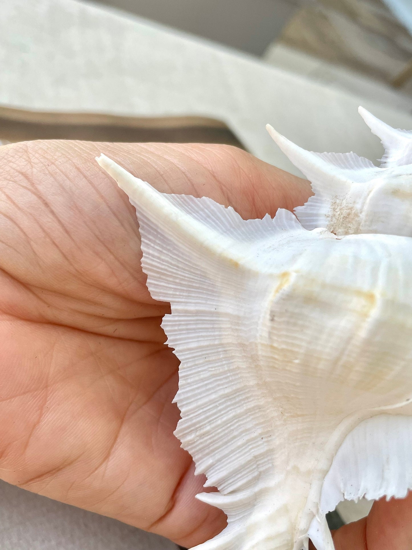 Alabaster Murex Shell 4-7": You Choose Size, Natural Specimen Display Coastal Décor White
