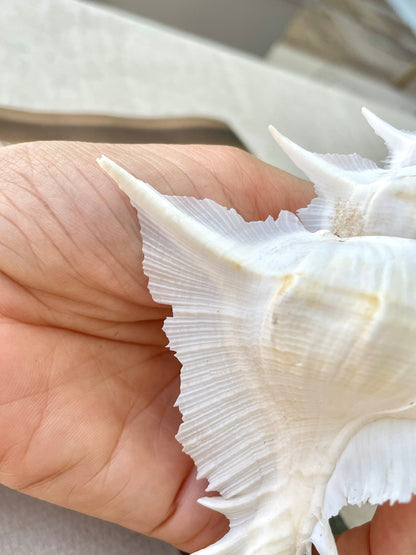 Alabaster Murex Shell 4-7": You Choose Size, Natural Specimen Display Coastal Décor White