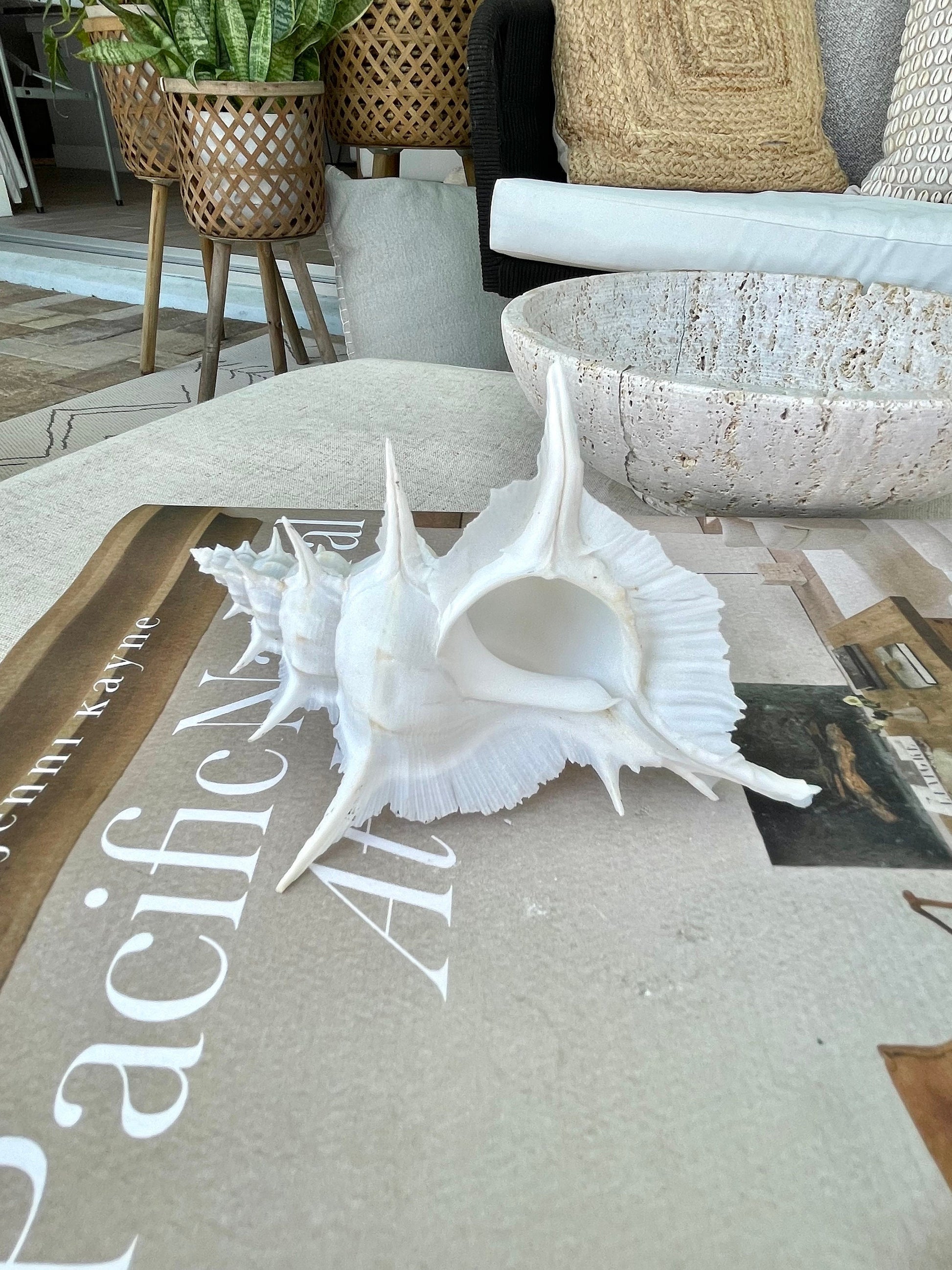 Alabaster Murex Shell 5-7" Natural Specimen Display Coastal Décor White