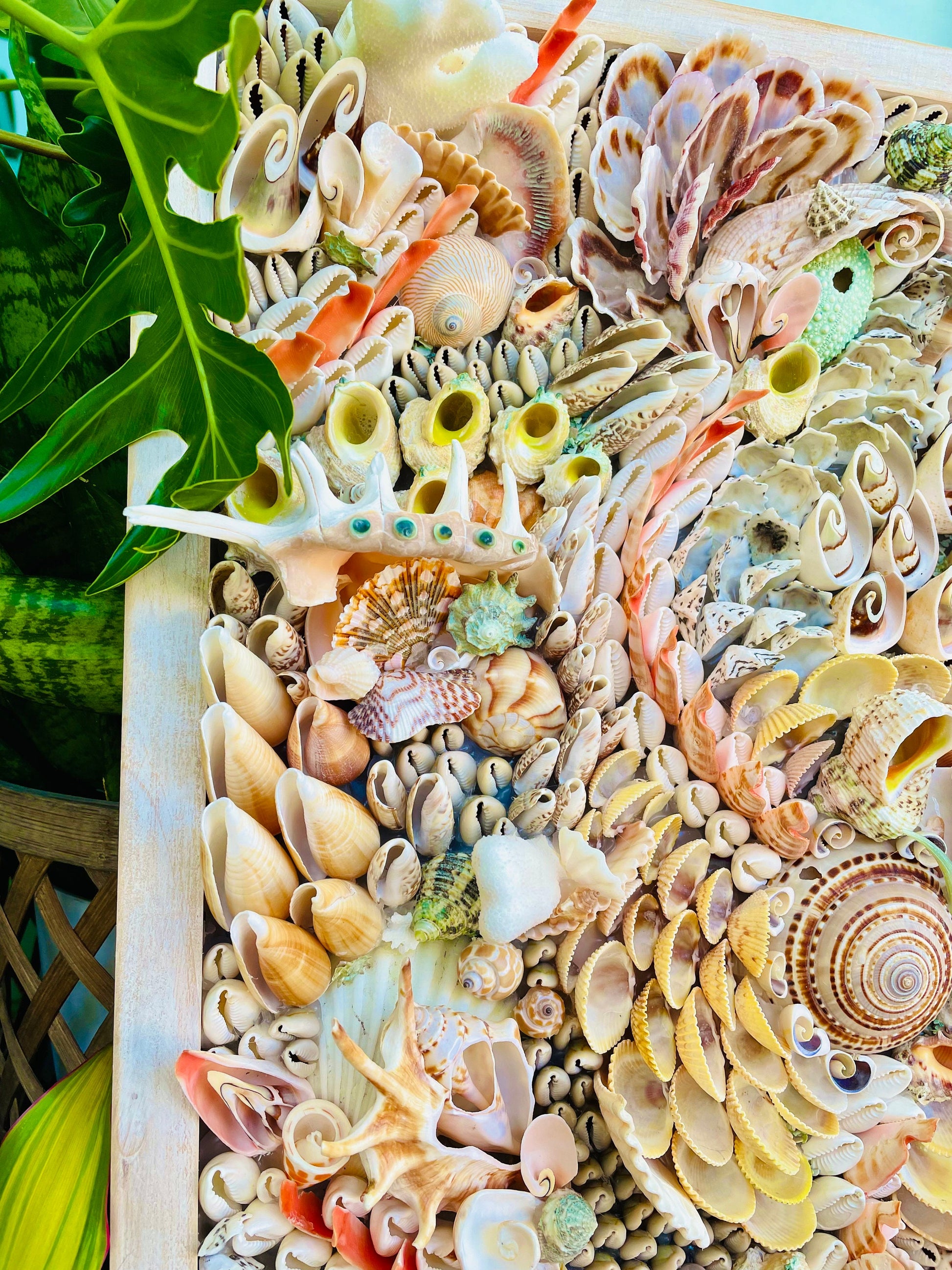 Handmade Abstract Sea Shell Coastal Wall Art 36x12" Natural Textured Seashells Urchins Coral Beach House Décor Lime Green, Orange & White