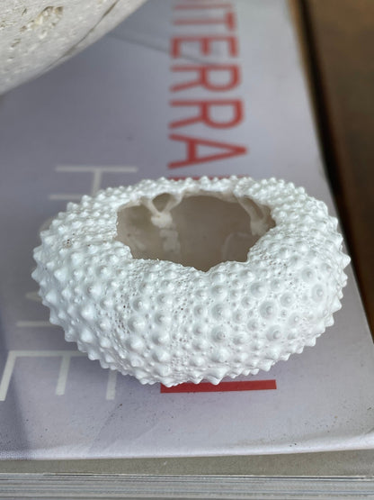Matte WHITE Sea Urchin Shells Beach Crafts Coastal Cottage Nautical Décor Air Plant Holders Wedding Favors Hand Painted