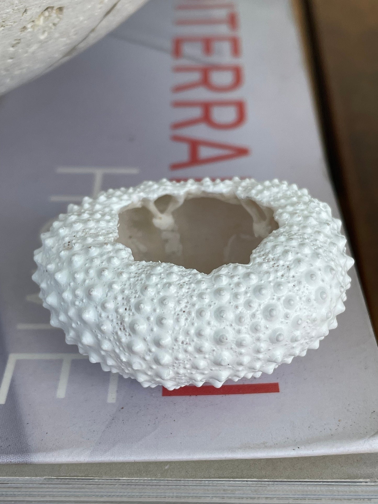 Matte White Sea Urchin Shells 1-2", *You Choose Quantity* Beachy Coastal Décor