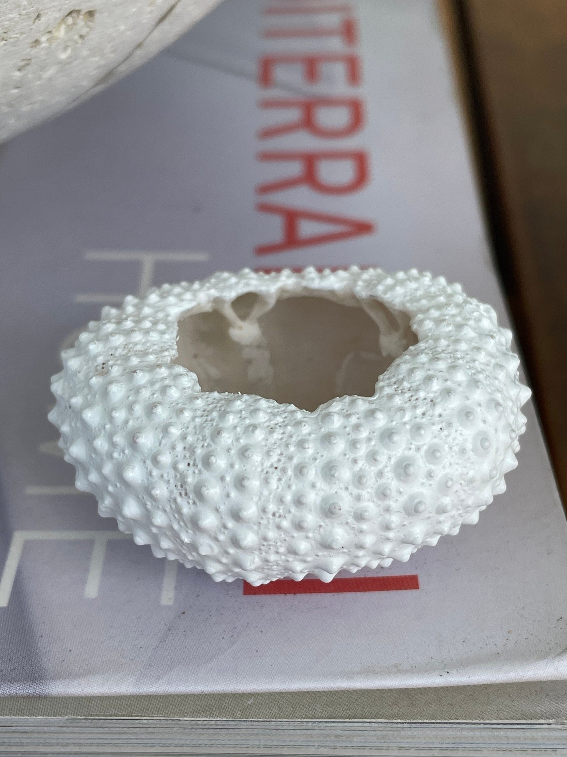 Matte White Sea Urchin Shells 1-2", *You Choose Quantity* Beachy Coastal Décor