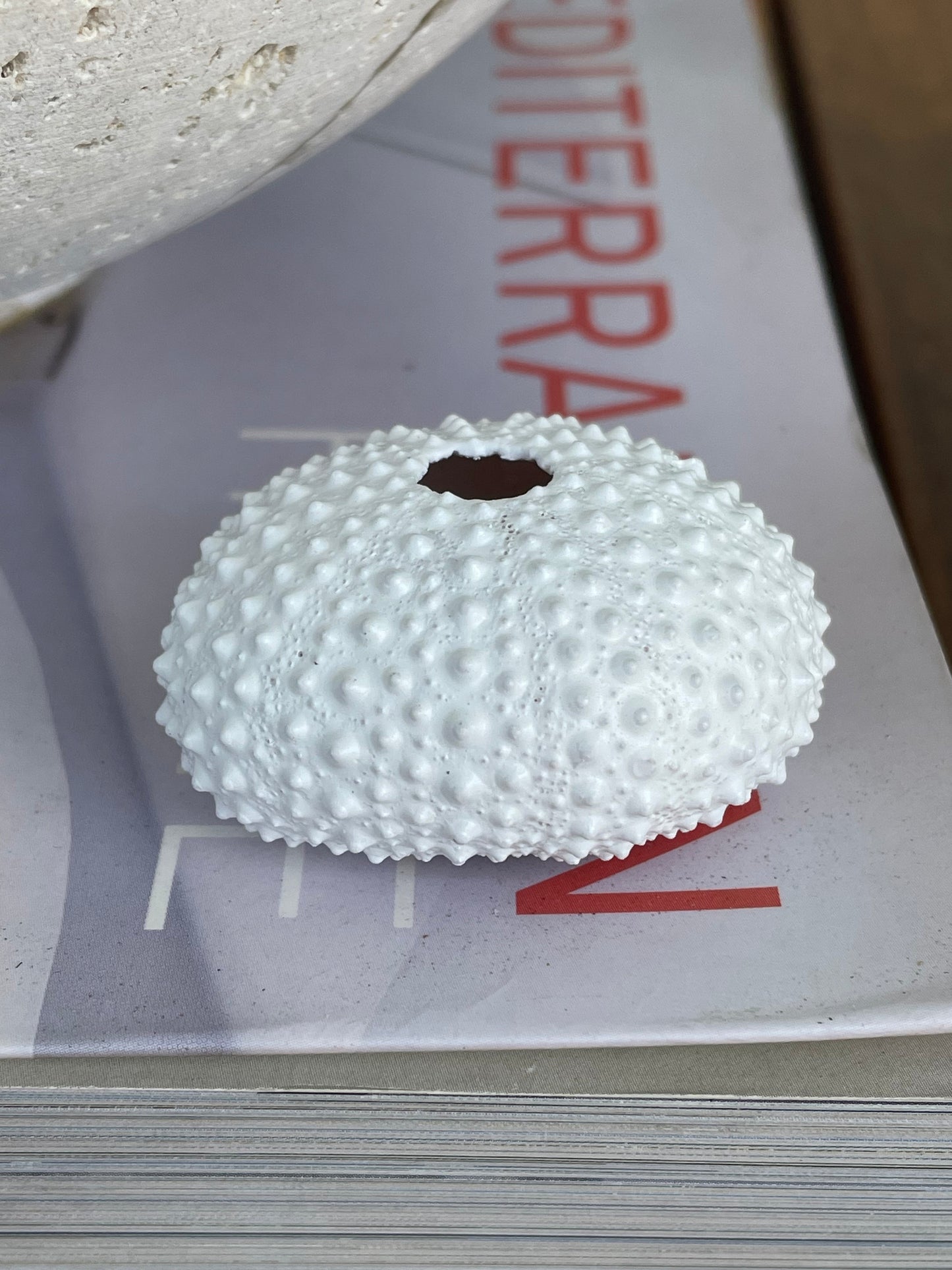 Matte WHITE Sea Urchin Shells Beach Crafts Coastal Cottage Nautical Décor Air Plant Holders Wedding Favors Hand Painted