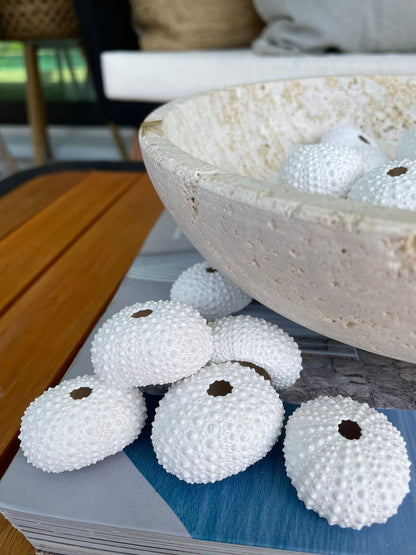 Matte WHITE Sea Urchin Shells Beach Crafts Coastal Cottage Nautical Décor Air Plant Holders Wedding Favors Hand Painted
