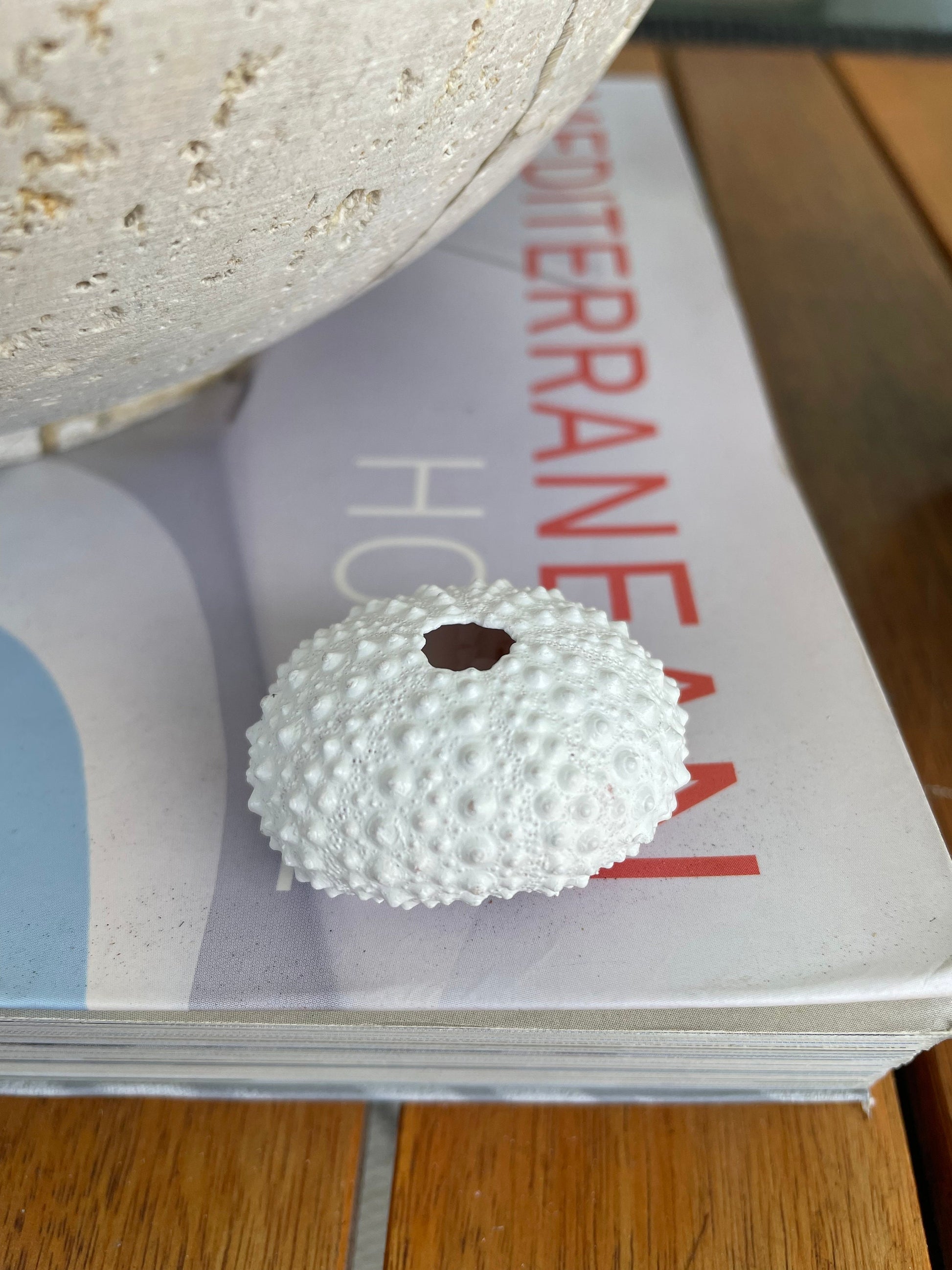 Matte WHITE Sea Urchin Shells Beach Crafts Coastal Cottage Nautical Décor Air Plant Holders Wedding Favors Hand Painted