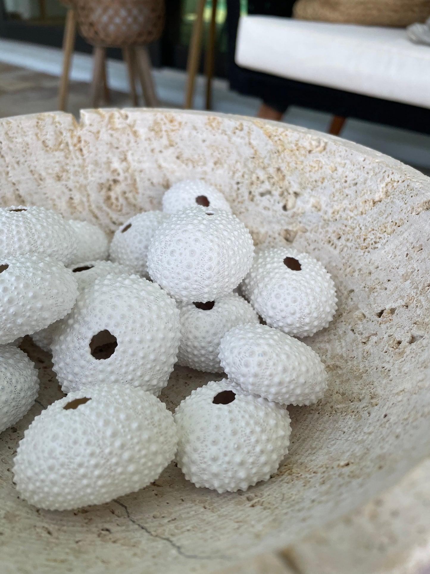 Matte WHITE Sea Urchin Shells Beach Crafts Coastal Cottage Nautical Décor Air Plant Holders Wedding Favors Hand Painted