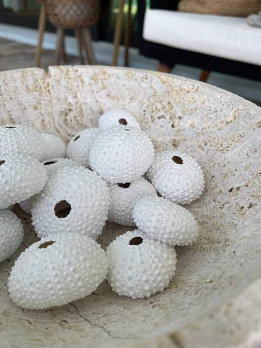 Matte WHITE Sea Urchin Shells Beach Crafts Coastal Cottage Nautical Décor Air Plant Holders Wedding Favors Hand Painted