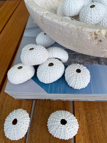 Matte WHITE Sea Urchin Shells Beach Crafts Coastal Cottage Nautical Décor Air Plant Holders Wedding Favors Hand Painted