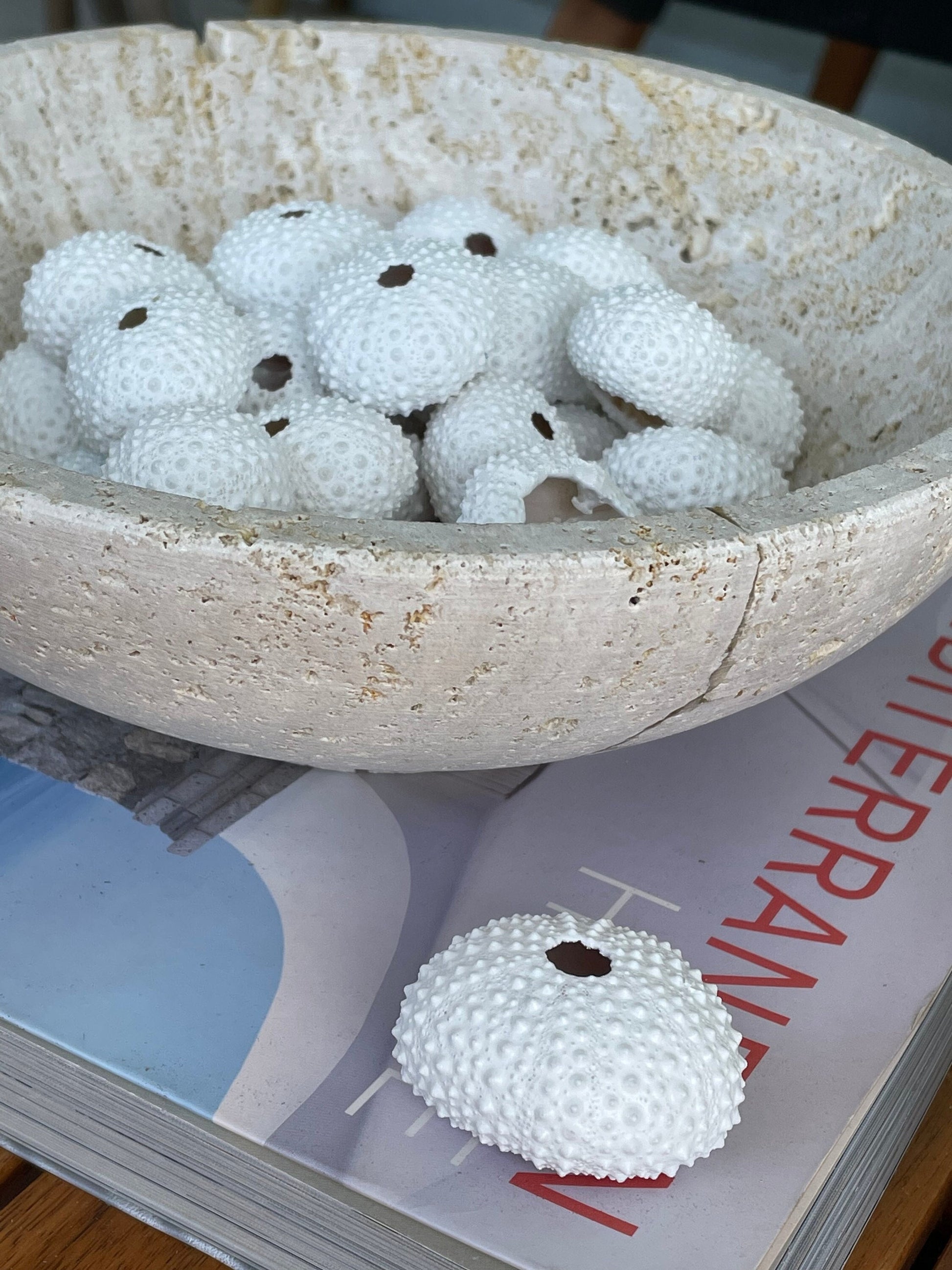 Matte WHITE Sea Urchin Shells Beach Crafts Coastal Cottage Nautical Décor Air Plant Holders Wedding Favors Hand Painted