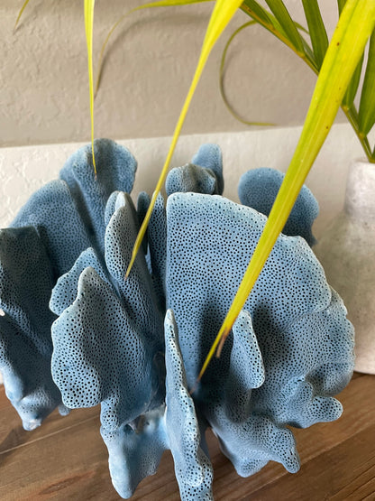 Premium Grade Genuine Sea BLUE RIDGE CORAL All Sizes Real Ocean Reef Aquarium Coastal Beach Ocean Décor Nautical