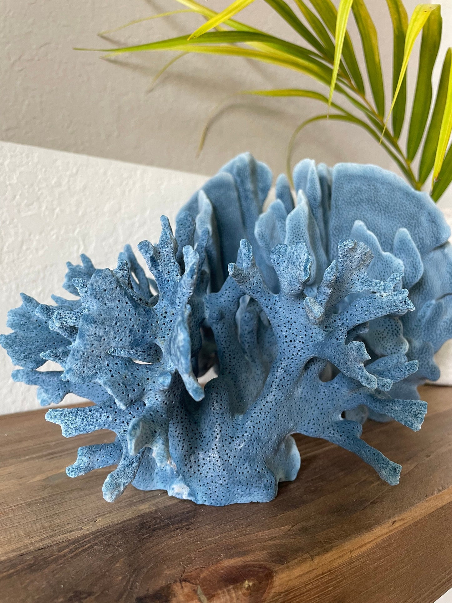 Premium Grade Genuine Sea BLUE RIDGE CORAL All Sizes Real Ocean Reef Aquarium Coastal Beach Ocean Décor Nautical