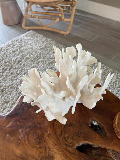 Genuine Sea White CACTUS CORAL 100% Natural Ocean Reef Aquarium Coastal Beach Ocean Décor Nautical Flat cut bottom