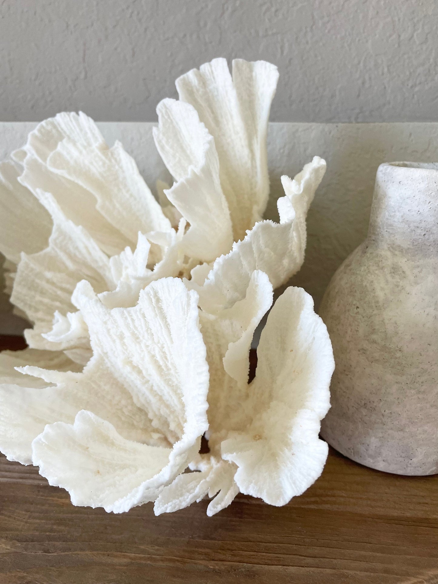 Genuine Sea POCA CORAL All Sizes 100% Real Ocean Reef Aquarium Coastal Beach White Natural Décor Nautical Wedding Gift