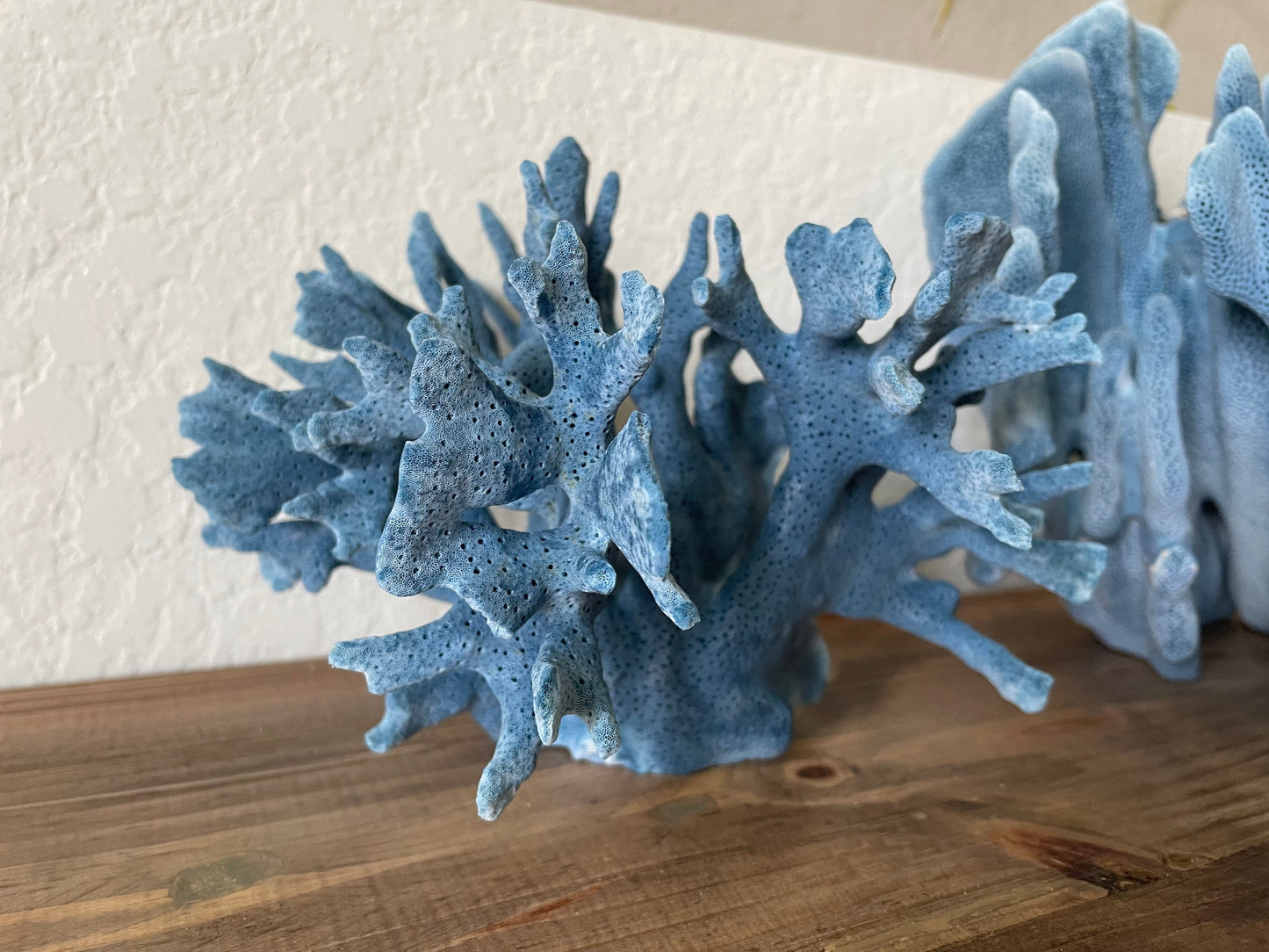 BLUE RIDGE Coral All Sizes Authentic Natural Real Sea Fossil Coastal Décor Ocean Beach House Organic Sustainable Nature Art Aquarium