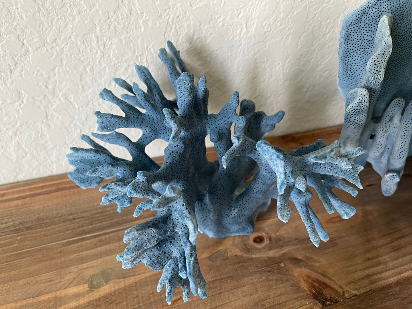 BLUE RIDGE Coral All Sizes Authentic Natural Real Sea Fossil Coastal Décor Ocean Beach House Organic Sustainable Nature Art Aquarium
