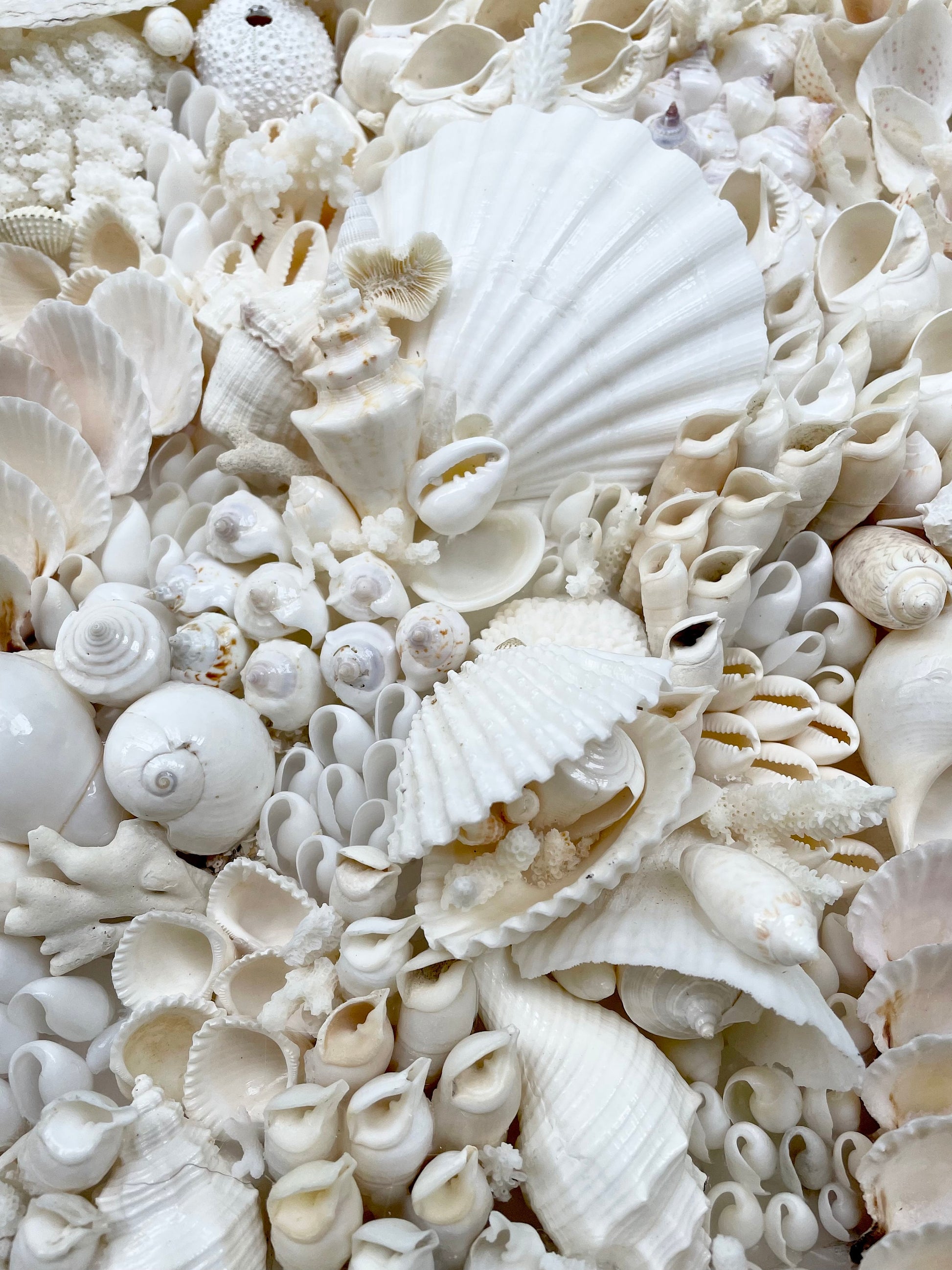 Handmade Modern Coastal Wall Art Natural Textured House Décor Seashells Urchins Coral 16", 24", 30" Square Beach White Sanibel Florida