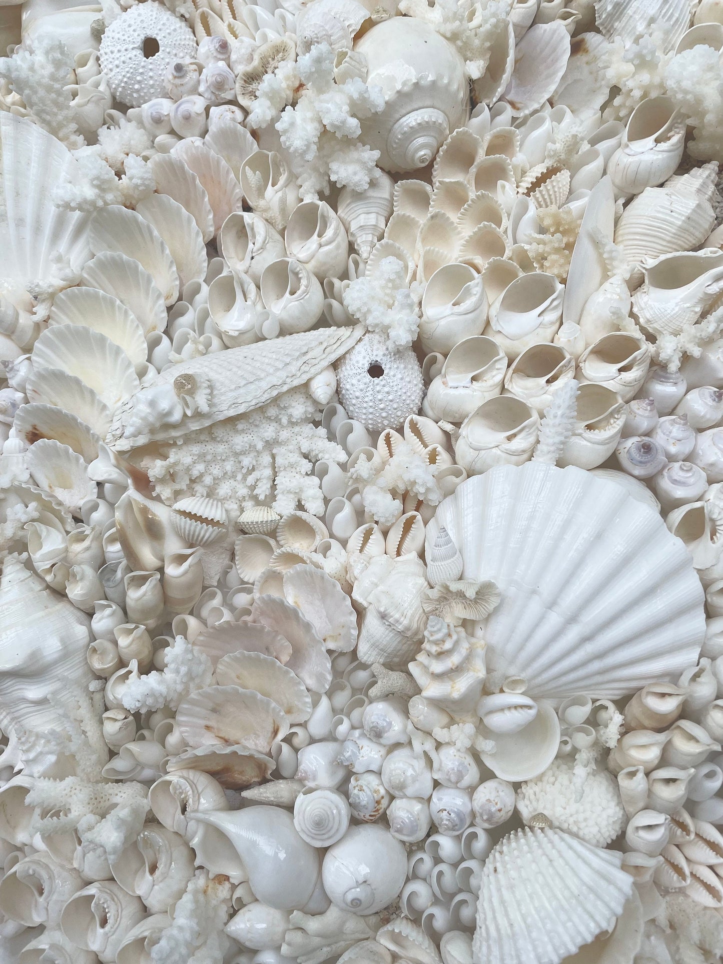 Handmade Modern Coastal Wall Art Natural Textured House Décor Seashells Urchins Coral 16", 24", 30" Square Beach White Sanibel Florida