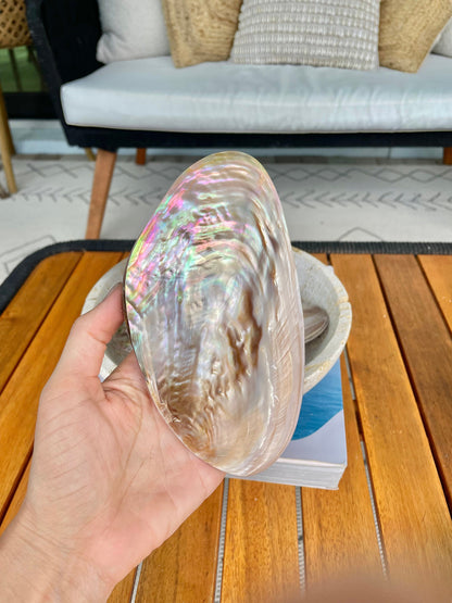 FULL MUSSEL SHELL Pair *All Sizes* Mother of Pearl Irredescent Display Seashell Large Clam Beach Coastal Décor
