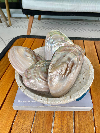 FULL MUSSEL SHELL Pair *All Sizes* Mother of Pearl Irredescent Display Seashell Large Clam Beach Coastal Décor