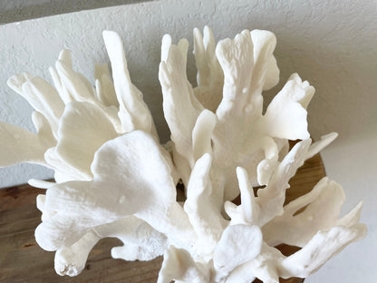 Genuine Sea White CACTUS CORAL 100% Natural Ocean Reef Aquarium Coastal Beach Ocean Décor Nautical Flat cut bottom