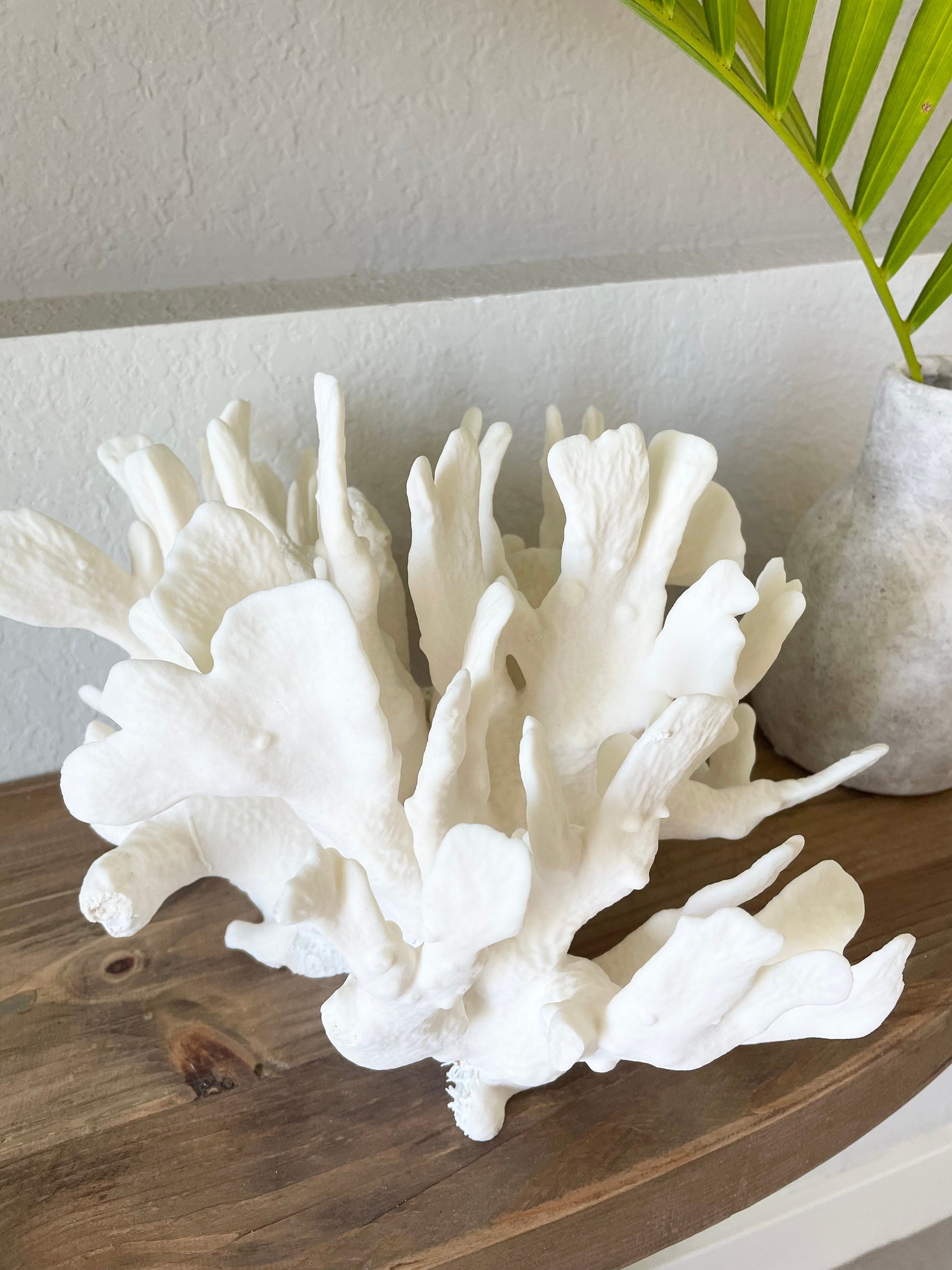 Genuine Sea White CACTUS CORAL 100% Natural Ocean Reef Aquarium Coastal Beach Ocean Décor Nautical Flat cut bottom
