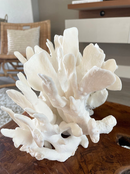 Genuine Sea White CACTUS CORAL 100% Natural Ocean Reef Aquarium Coastal Beach Ocean Décor Nautical Flat cut bottom