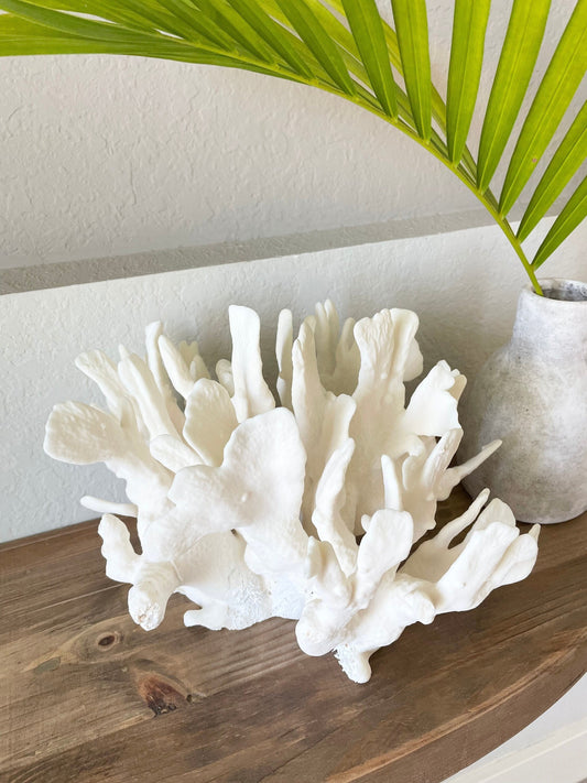 CACTUS CORAL White *All Sizes* Authentic Natural Real Sea Fossil Coastal Décor