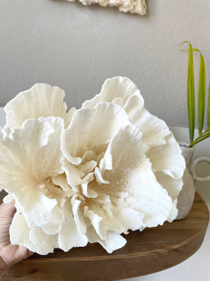 Genuine Sea POCA CORAL All Sizes 100% Real Ocean Reef Aquarium Coastal Beach White Natural Décor Nautical Wedding Gift