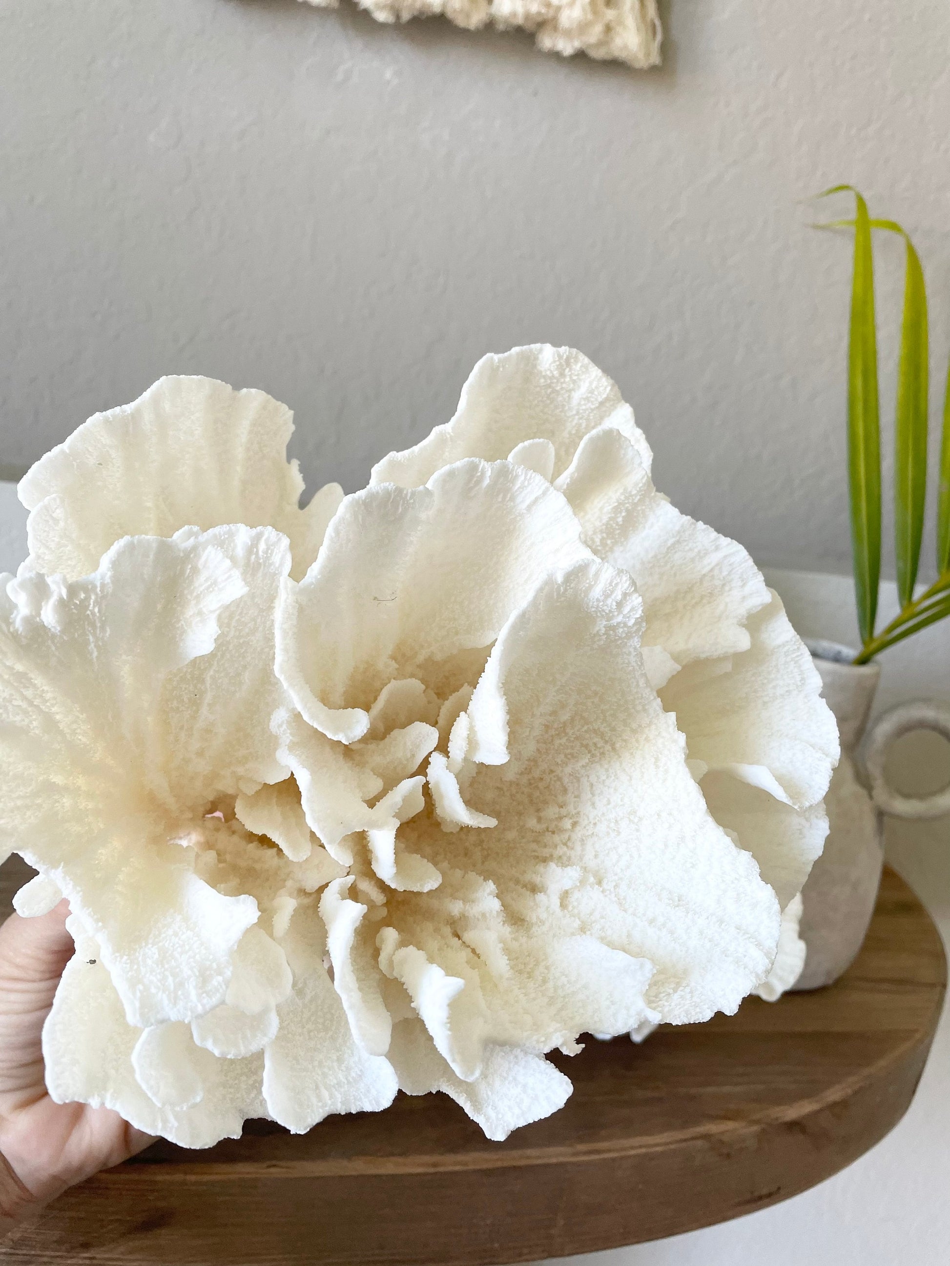 POCA CORAL *All Sizes* Authentic Natural Real Sea Fossil White Coastal Décor