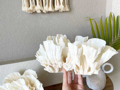 Genuine Sea POCA CORAL All Sizes 100% Real Ocean Reef Aquarium Coastal Beach White Natural Décor Nautical Wedding Gift