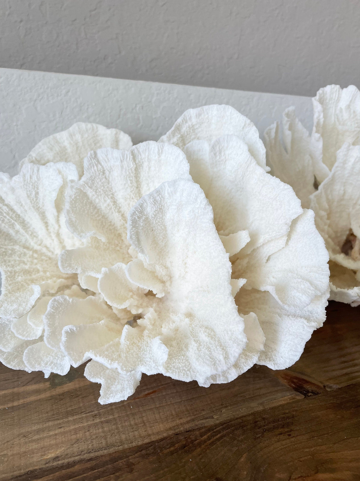 POCA CORAL *All Sizes* Authentic Natural Real Sea Fossil White Coastal Décor