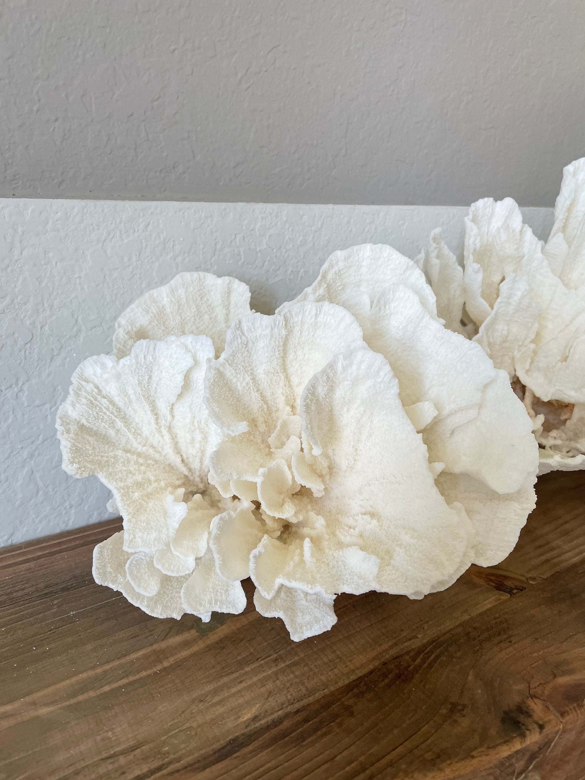 Genuine Sea POCA CORAL All Sizes 100% Real Ocean Reef Aquarium Coastal Beach White Natural Décor Nautical Wedding Gift