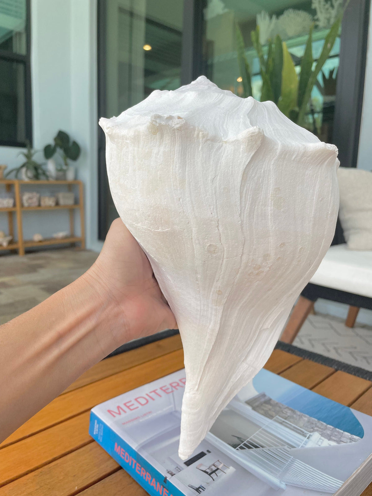 HUGE Vintage Chaulky White Lightning Whelk Conch Shell: Up to 14" Long