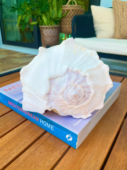 HUGE Vintage Chaulky White Lightning Whelk Conch Shell: Up to 14" Long