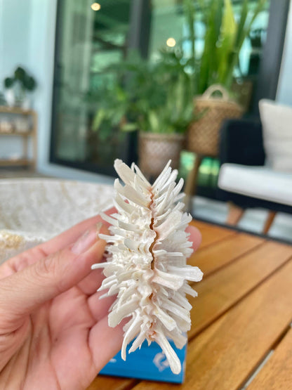 PACIFIC SPINY OYSTER Matching Pairs Shells *All Sizes* White Paired Clams Seashell Beach Home Décor Spondylus