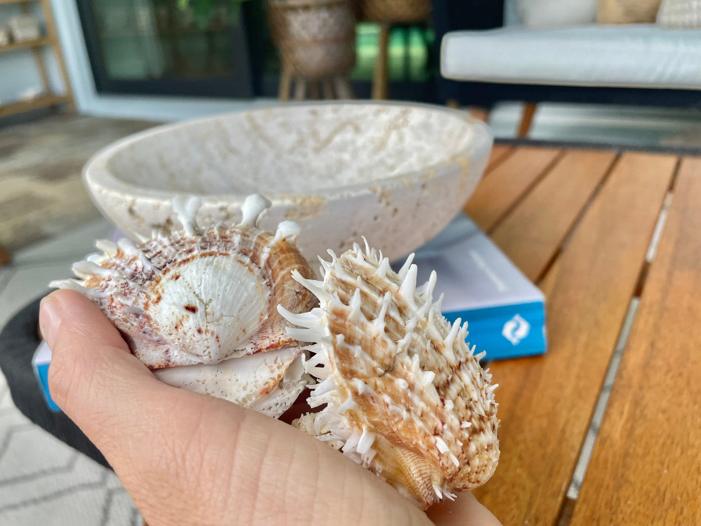 PACIFIC SPINY OYSTER Matching Pairs Shells *All Sizes* White/Brown Paired Clams Seashell Beach Home Décor Spondylus